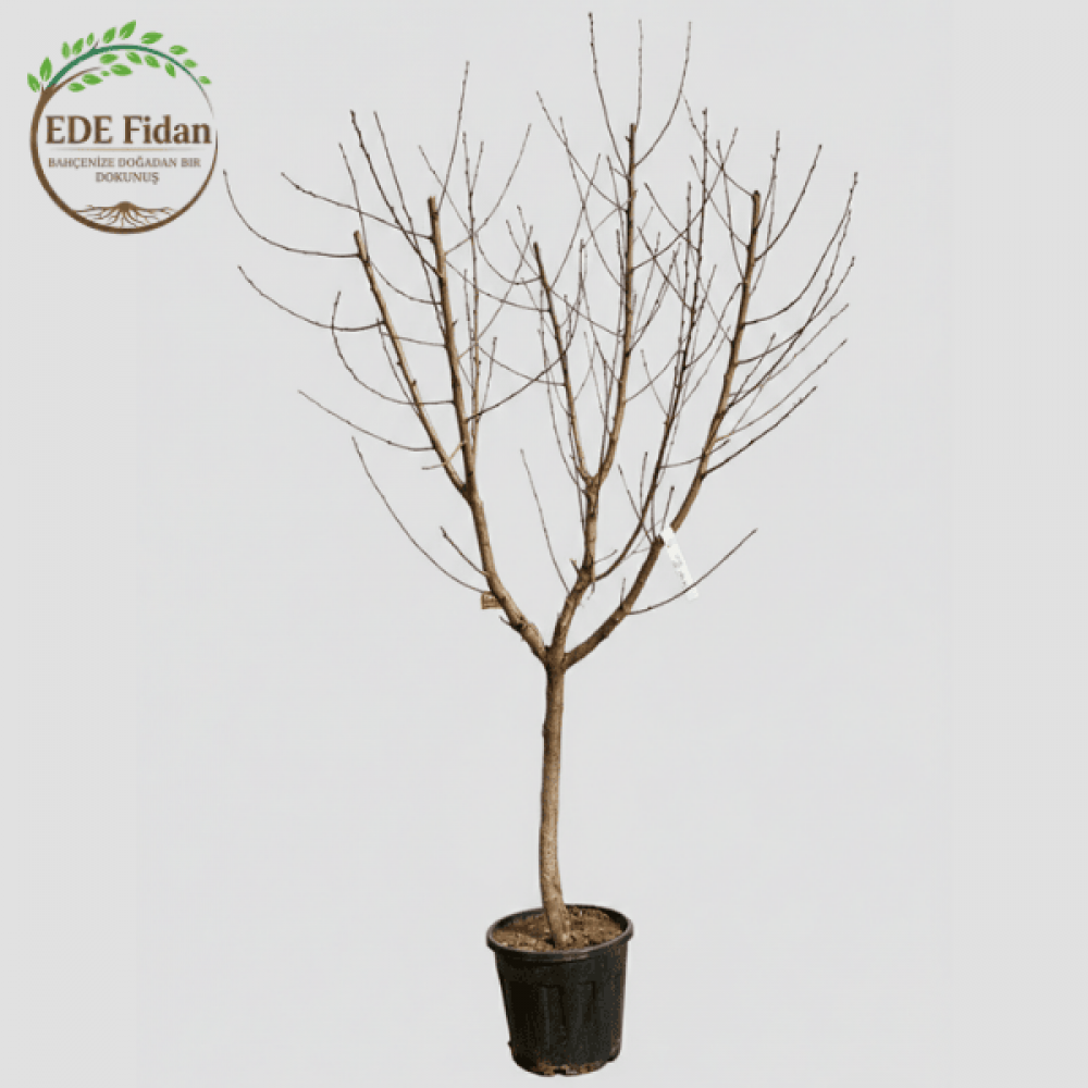 Şeftali Ağacı - 7 YAŞ